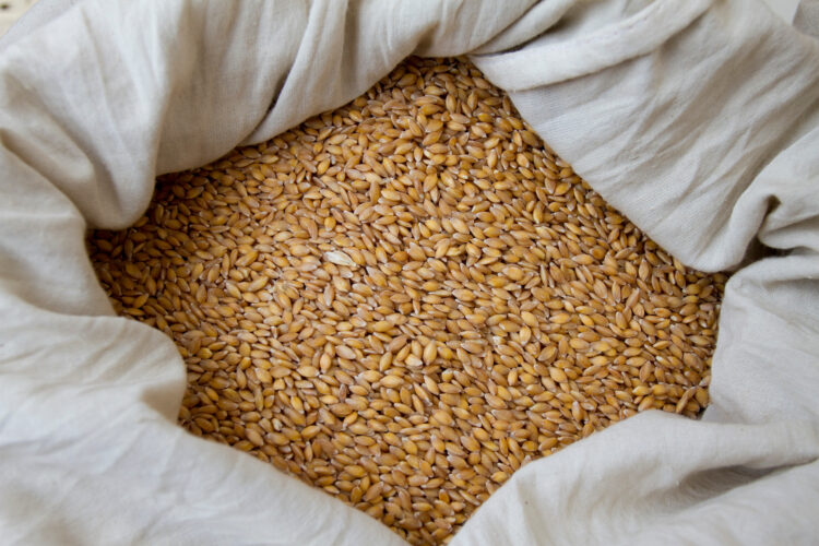 What is Heirloom Wheat?